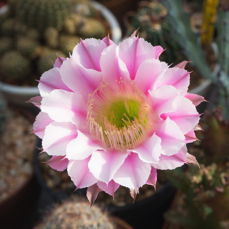 Hoa xương rồng Echinopsis màu hồng