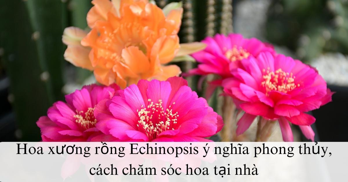 Hoa xương rồng Echinopsis ý nghĩa phong thủy, cách chăm sóc hoa tại nhà