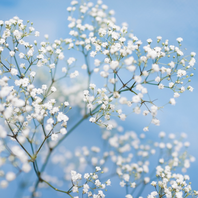 Hoa Gypsophila màu trắng