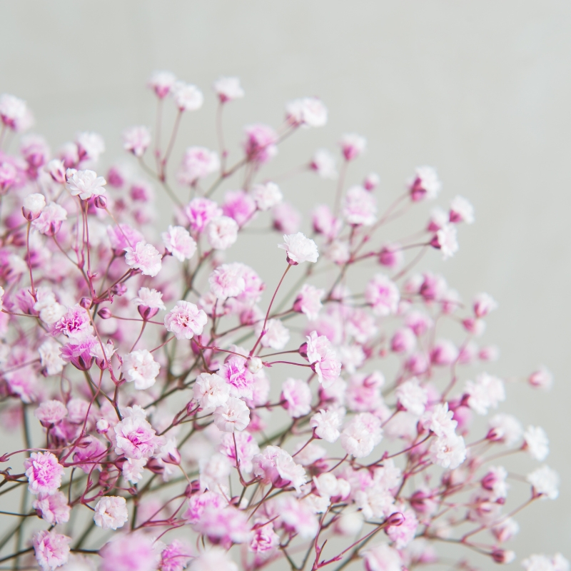 Hoa Gypsophila màu hồng