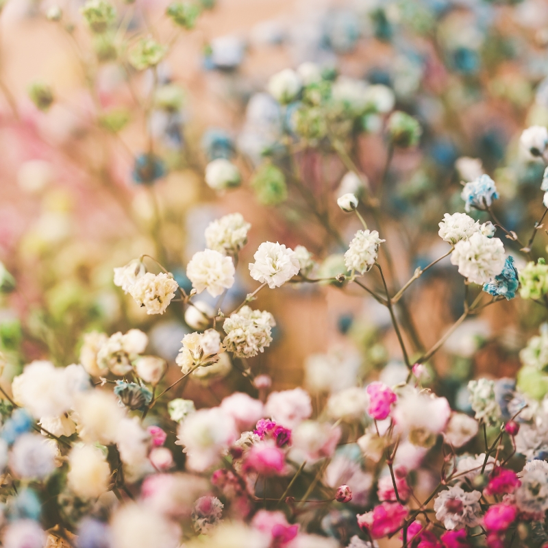 Vườn hoa Gypsophila