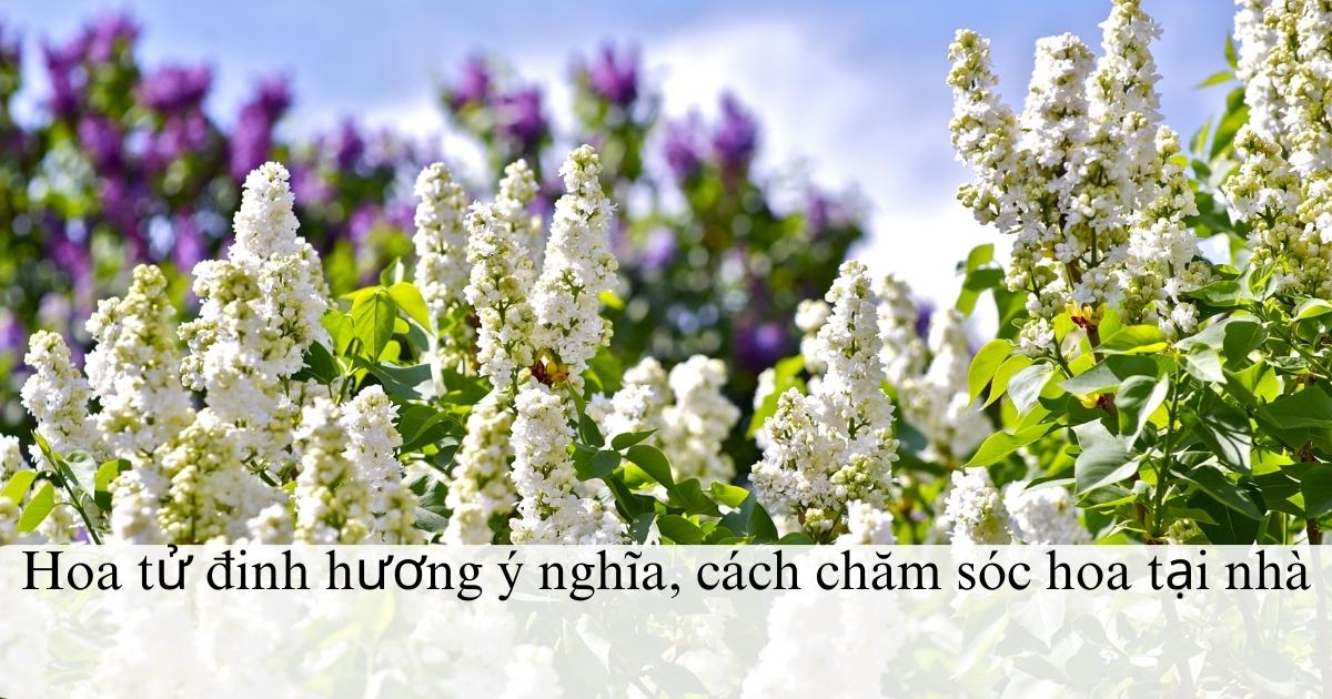 Hoa tử đinh hương ý nghĩa, cách chăm sóc hoa tại nhà