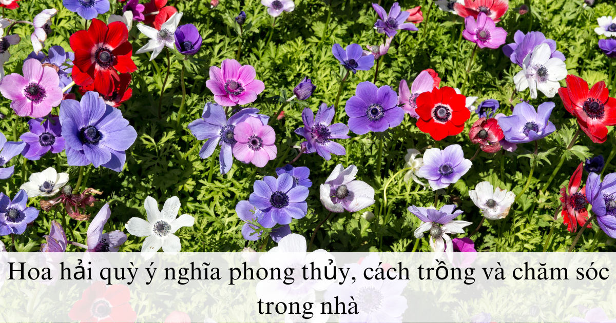 Hoa hải quỳ ý nghĩa phong thủy, cách trồng và chăm sóc trong nhà
