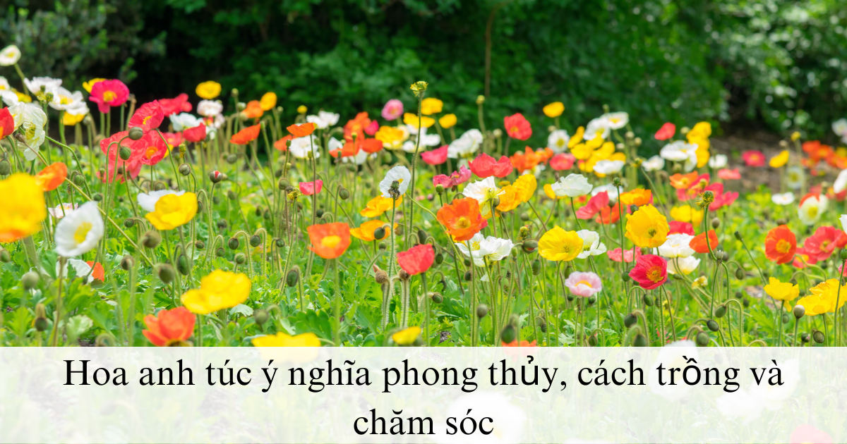 Hoa anh túc ý nghĩa phong thủy, cách trồng và chăm sóc