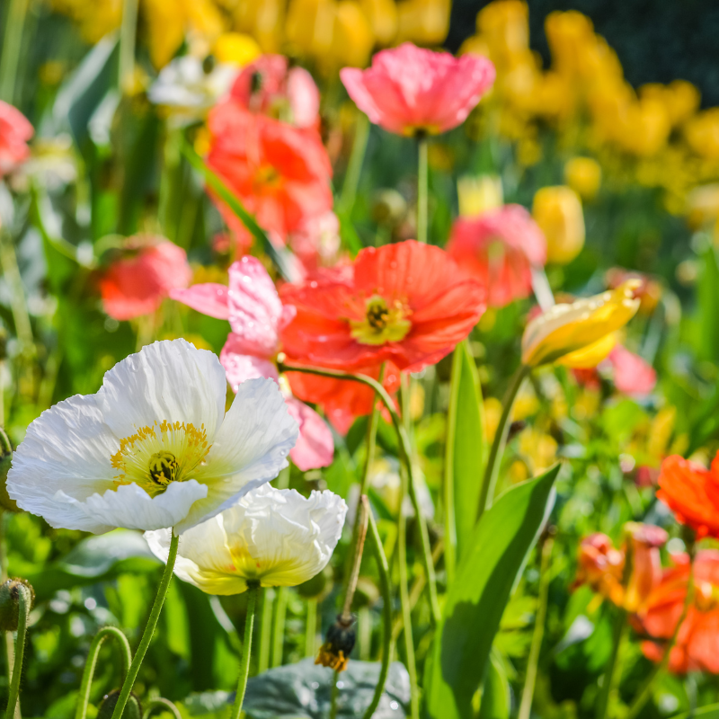 Hoa anh túc - Nét đẹp nghệ thuật của tự nhiên