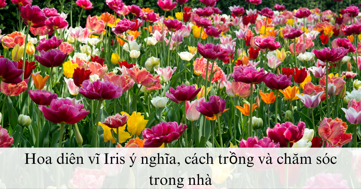 Hoa diên vĩ Iris ý nghĩa, cách trồng và chăm sóc trong nhà