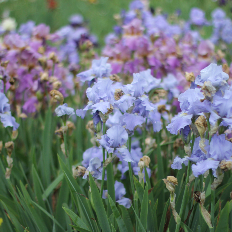 Hoa diên vĩ - Vẻ đẹp của sự thanh khiết