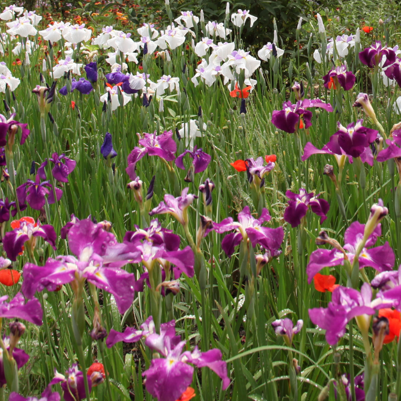 Hoa diên vĩ - Vẻ đẹp quyến rũ từ thiên nhiên