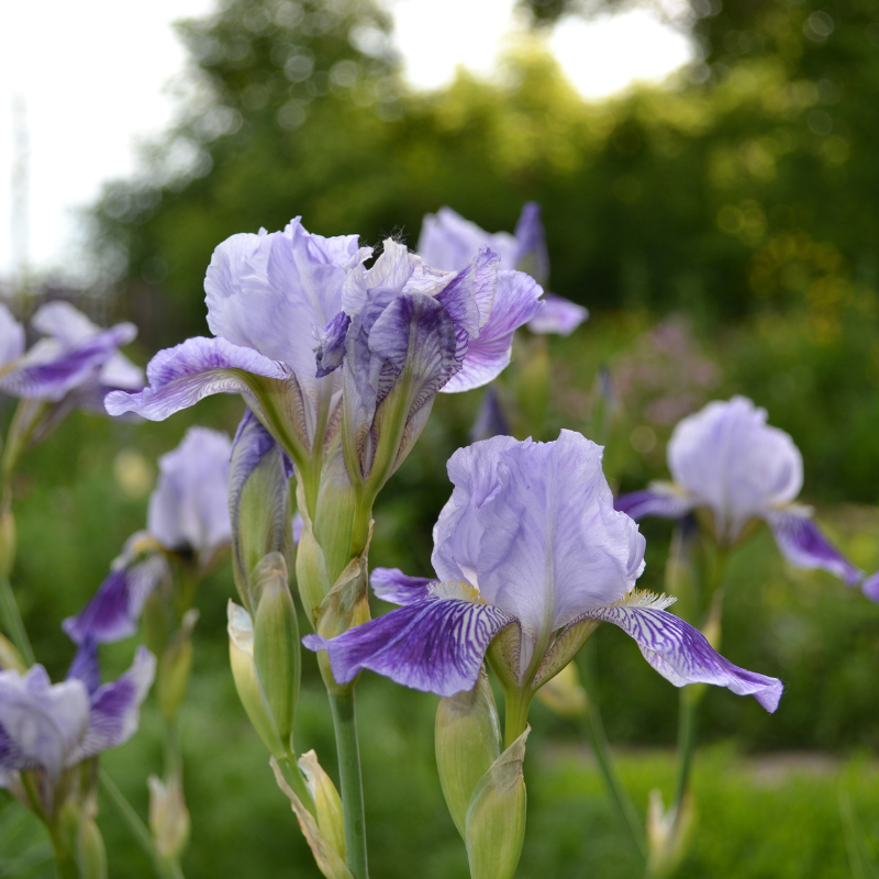 Hoa Iris màu tím - Biểu tượng của sự thanh lịch