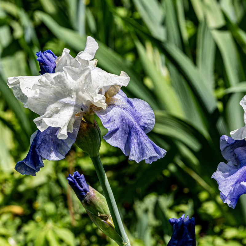 Hoa Iris màu xanh - Vẻ đẹp tĩnh lặng và thư thái