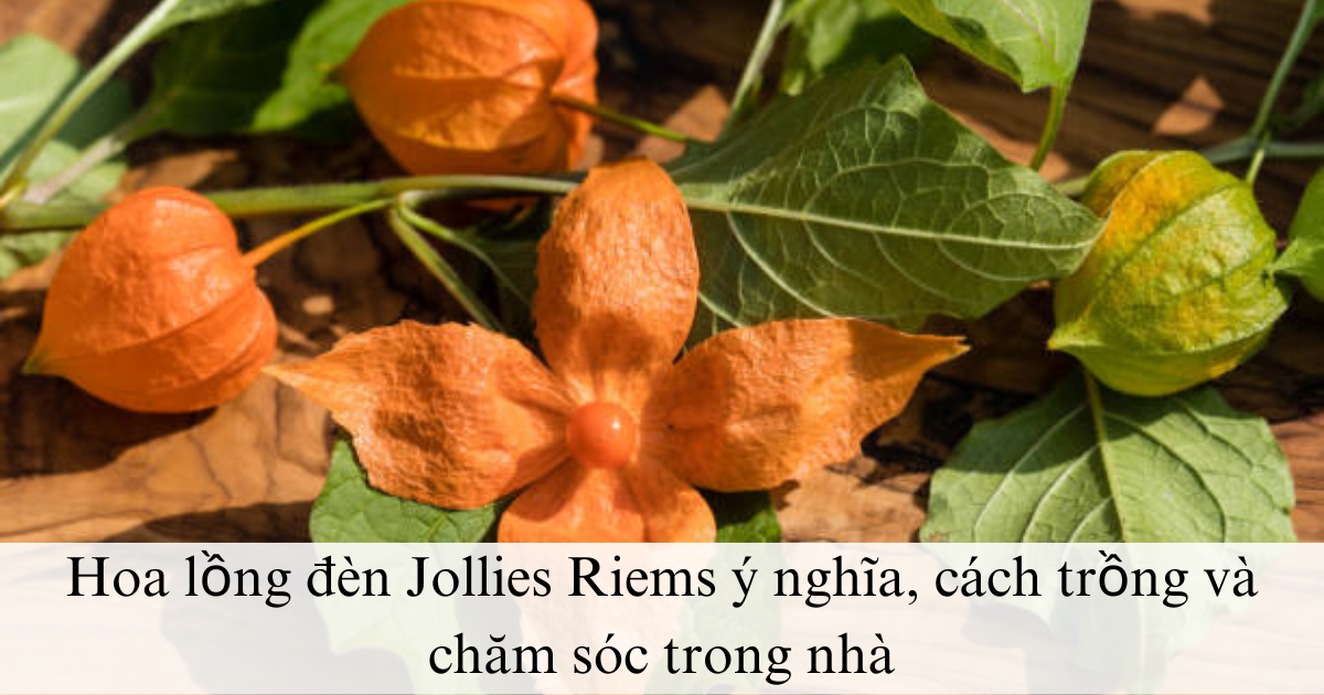 Hoa lồng đèn Jollies Riems ý nghĩa, cách trồng và chăm sóc trong nhà