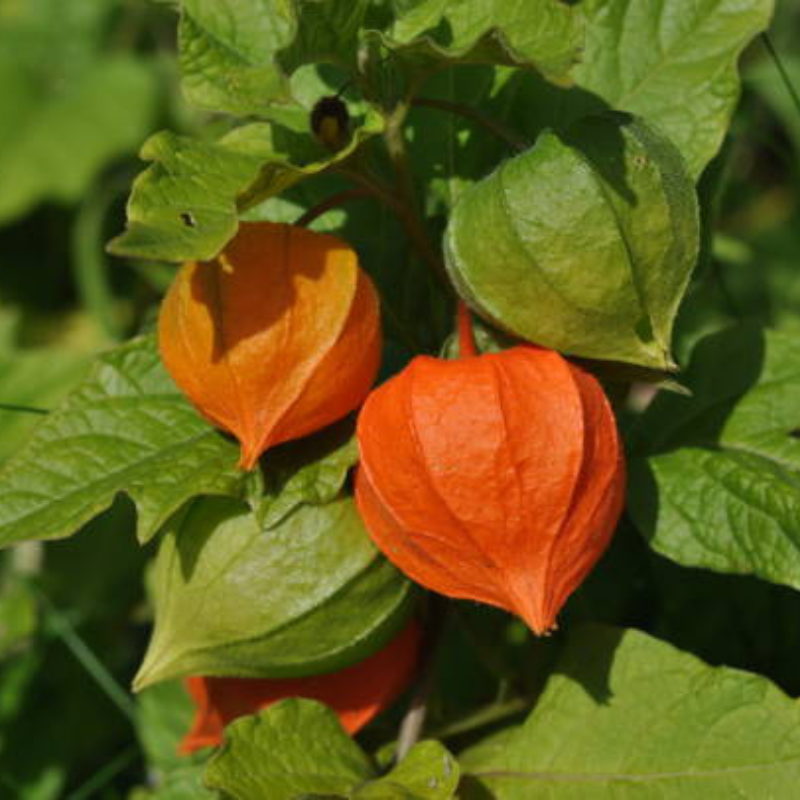 Hoa lồng đèn Jollies Riems - Biểu tưởng của hoài bão lớn