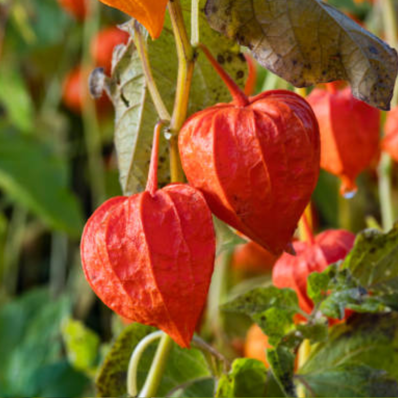 Hoa lồng đèn Jollies Riems mài đỏ - Biểu tượng của sự tĩnh lặng