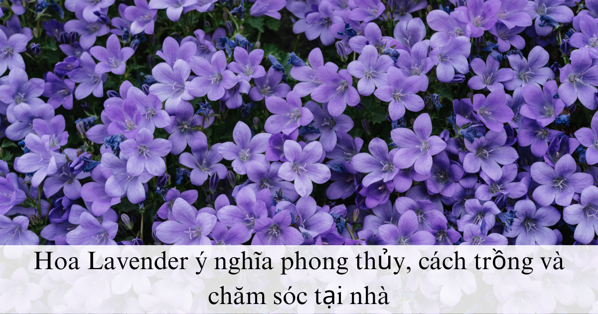 Hoa Lavender ý nghĩa phong thủy, cách trồng và chăm sóc tại nhà