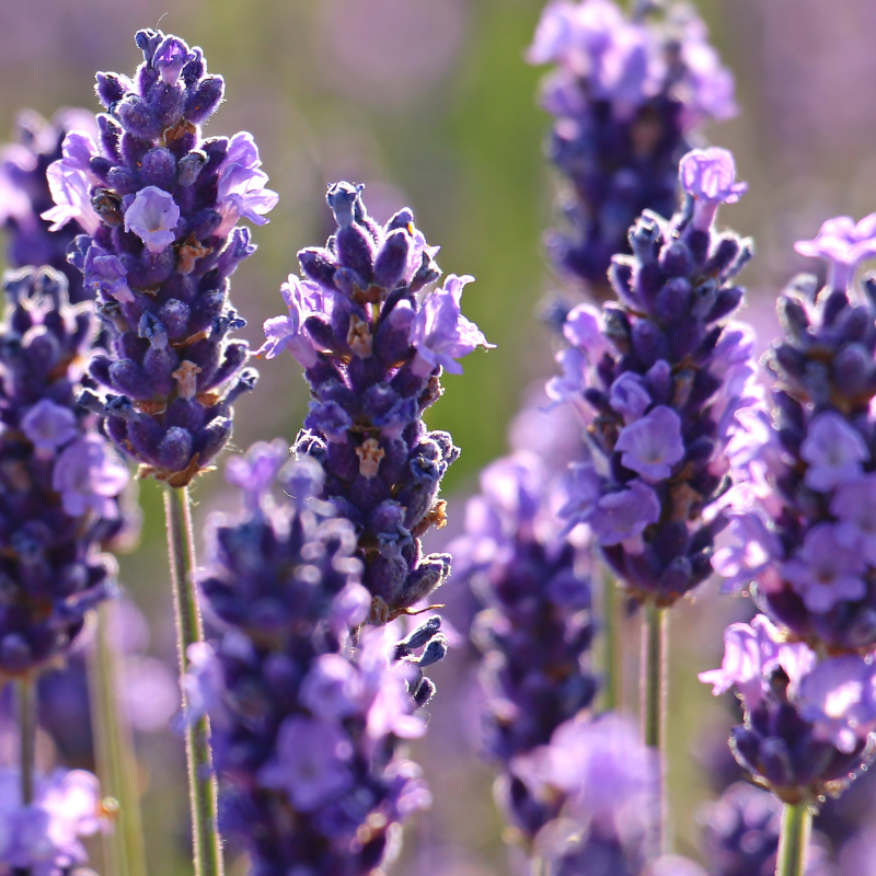 Hoa Lavender - Vẻ đẹp điềm đạm của thiên nhiên