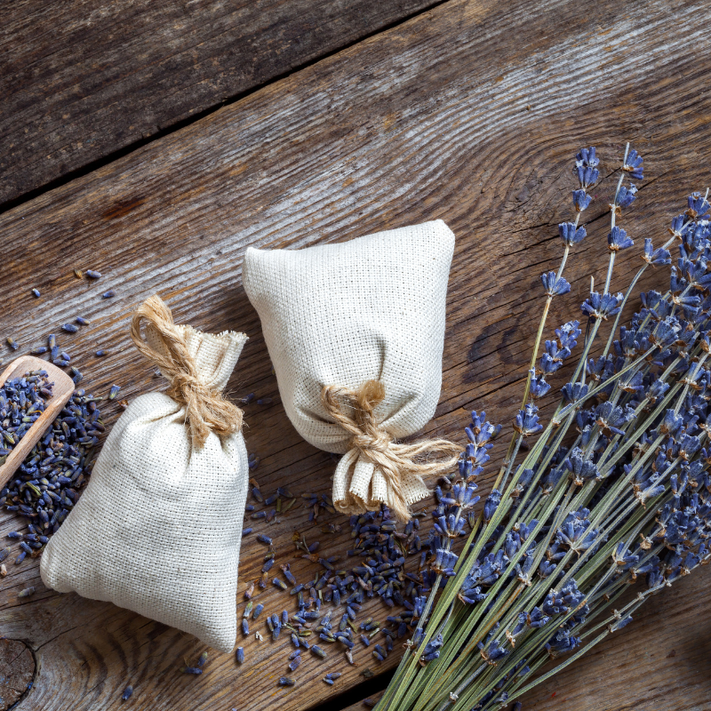 Hoa Lavender - Biểu tượng của sự bình yên