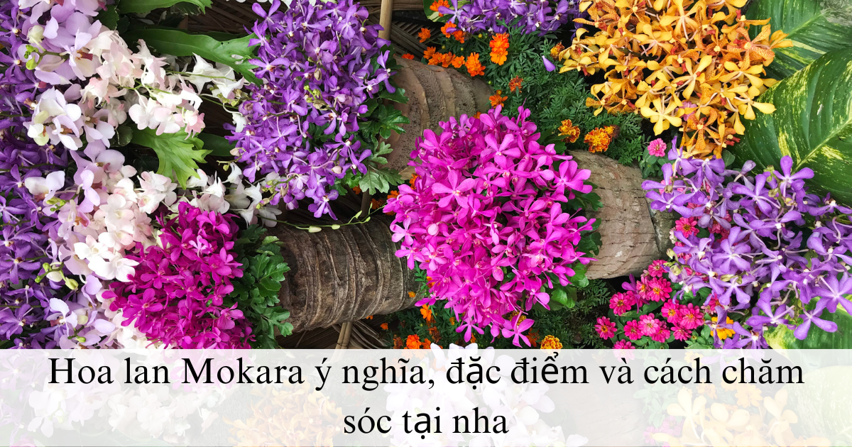 Hoa lan Mokara ý nghĩa, đặc điểm và cách chăm sóc tại nhà