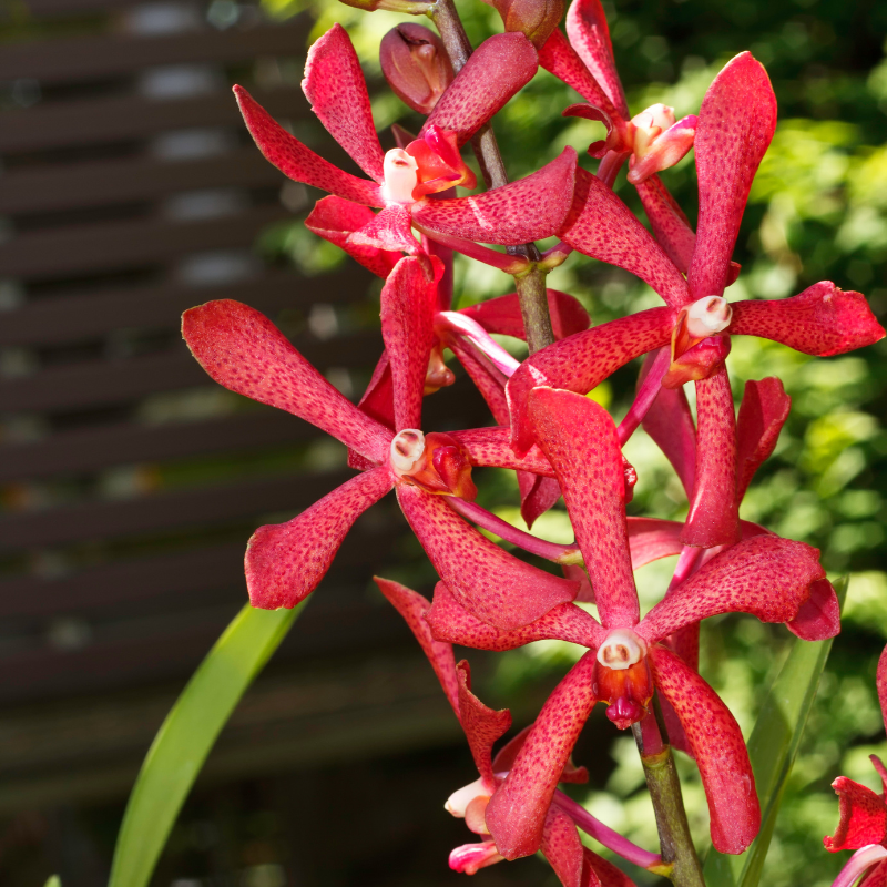 Hoa lan Mokara đỏ - Biểu tượng của tình yêu và đam mê