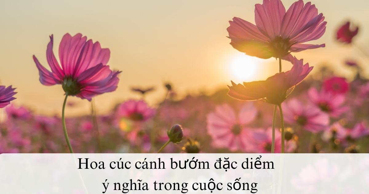 Hoa cúc cánh bướm đặc diểm,  ý nghĩa trong cuộc sống