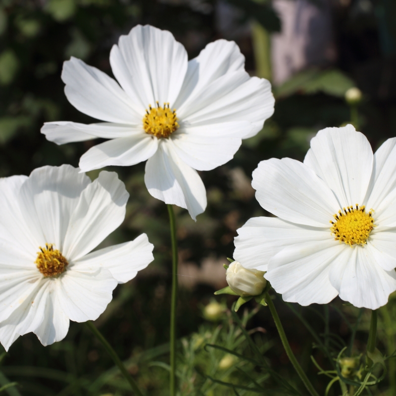 Hoa cúc cánh bướm trắng