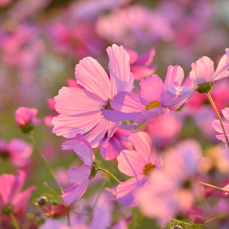 Cành hoa cúc cánh bướm trong ánh nắng