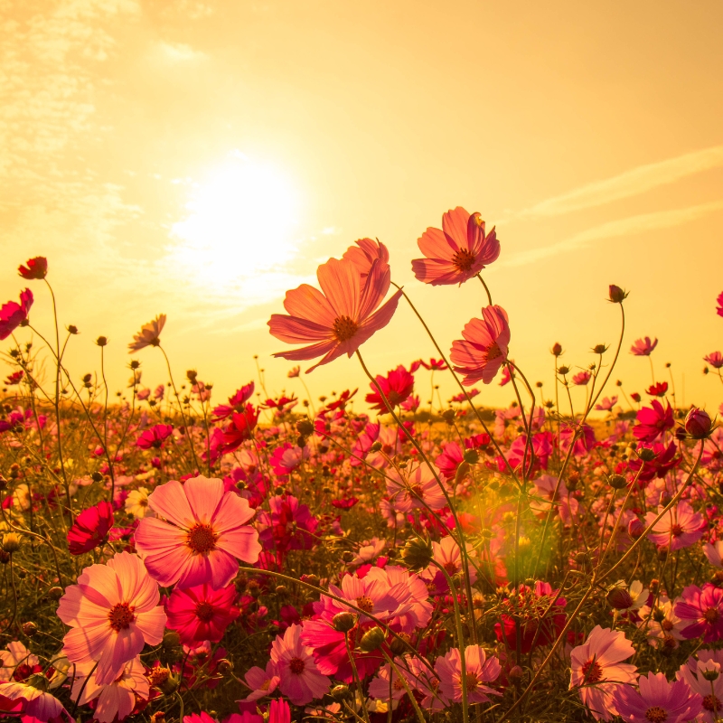 Vườn hoa cúc cánh bướm lúc bình minh