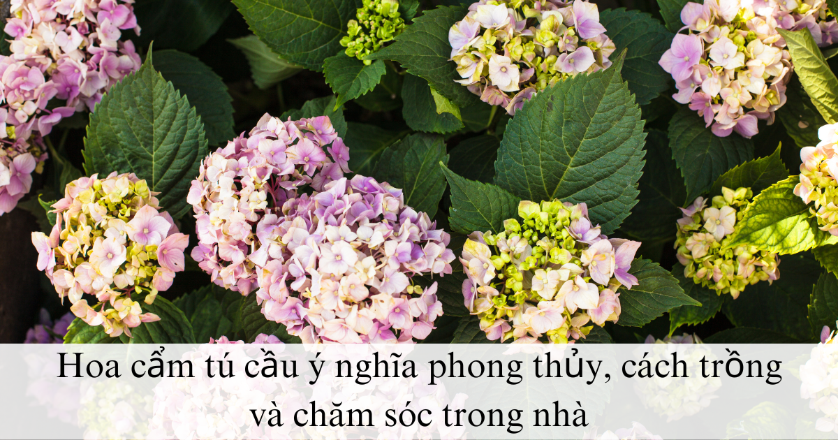 Hoa cẩm tú cầu ý nghĩa phong thủy, cách trồng và chăm sóc trong nhà