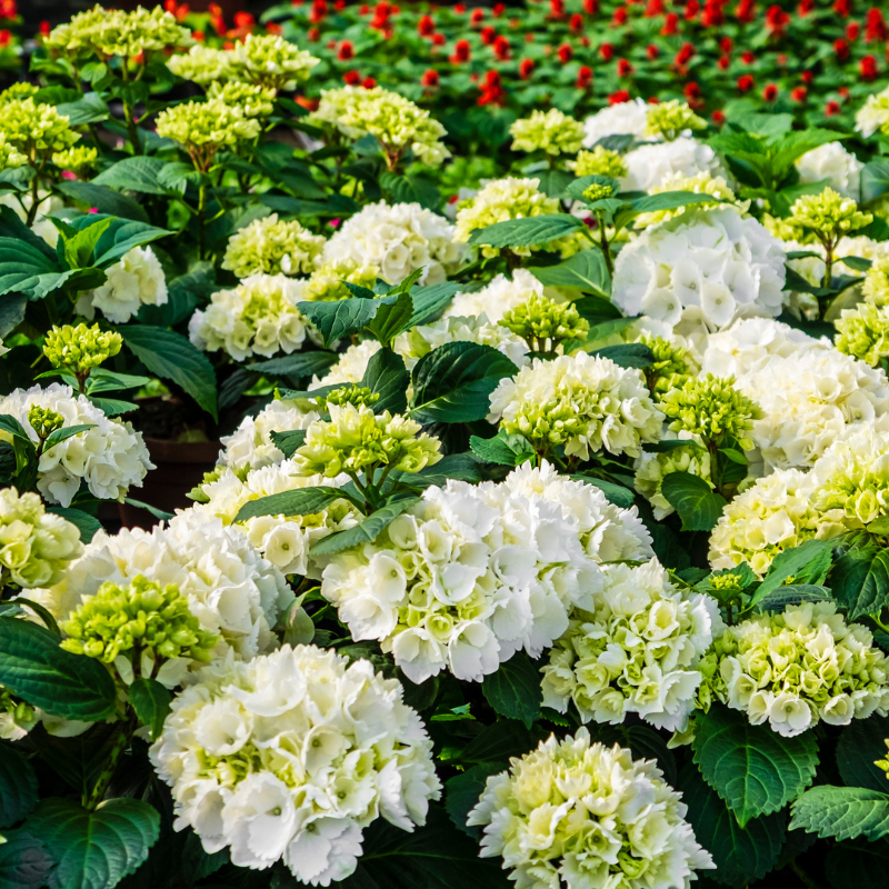 Hoa cẩm tú cầu màu trắng - Biểu tượng của sự thanh khiết