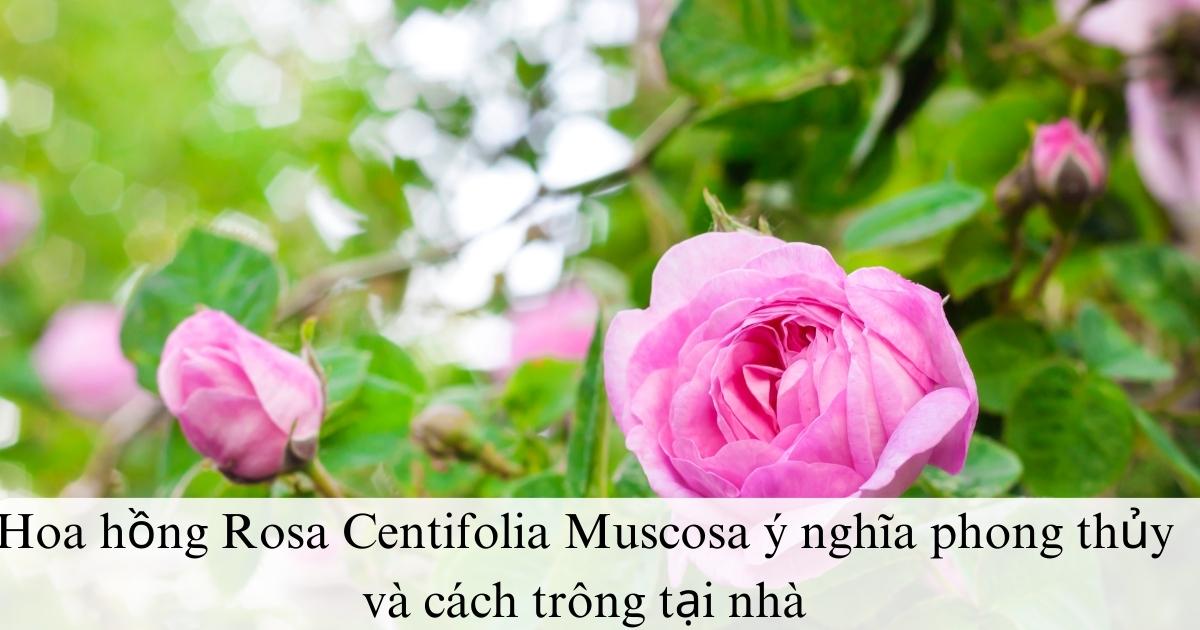 Hoa hồng Rosa Centifolia Muscosa ý nghĩa phong thủy và cách trông tại nhà