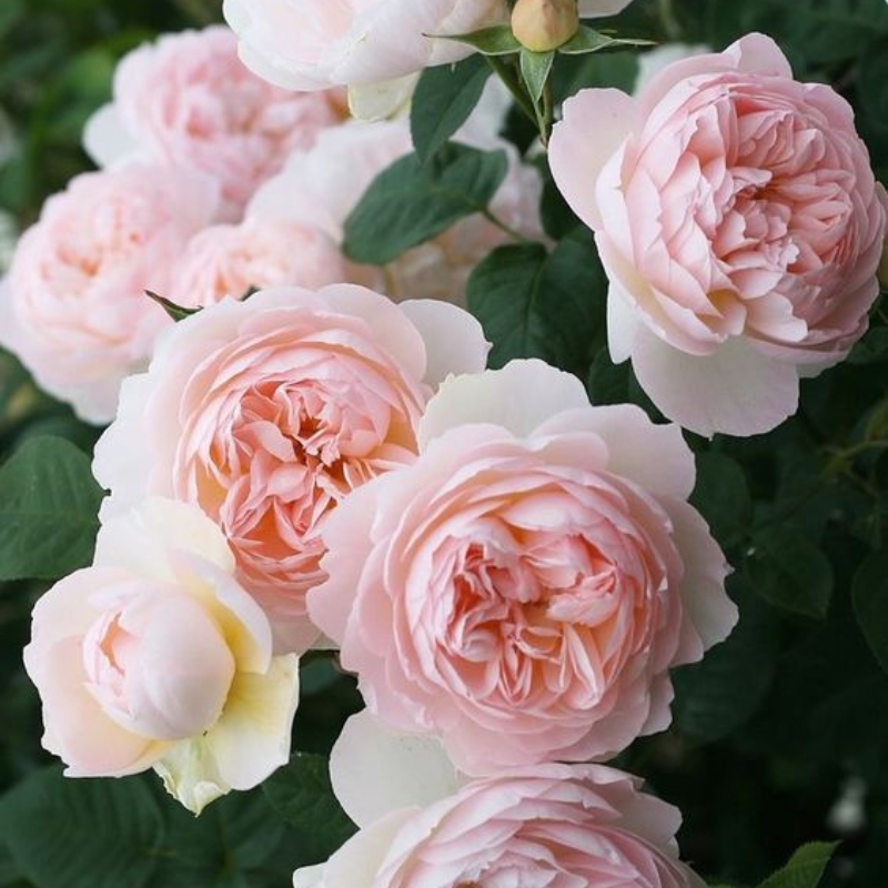 Hoa hồng Rosa Centifolia Muscosa món quà tặng ý nghĩa