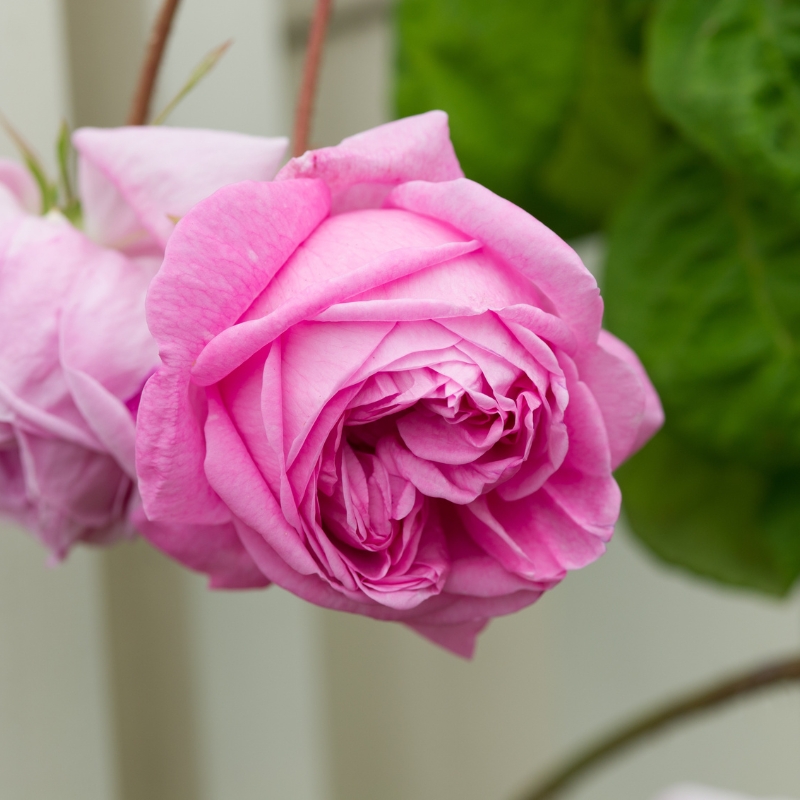 Nụ hoa hồng Rosa Centifolia Muscosa