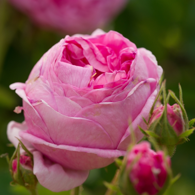 Hoa hồng Rosa Centifolia Muscosa trong nắng
