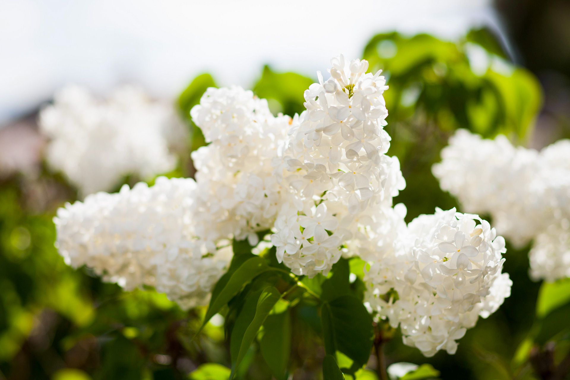 Hoa tử đinh hương trắng