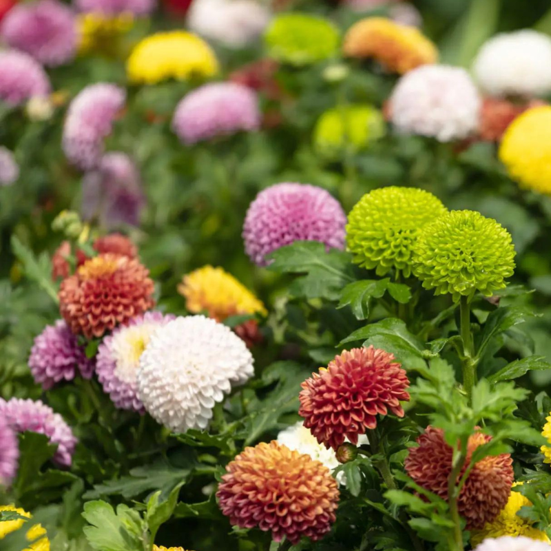 Hoa cúc Pingpong - Biểu tượng của sự thanh khiết