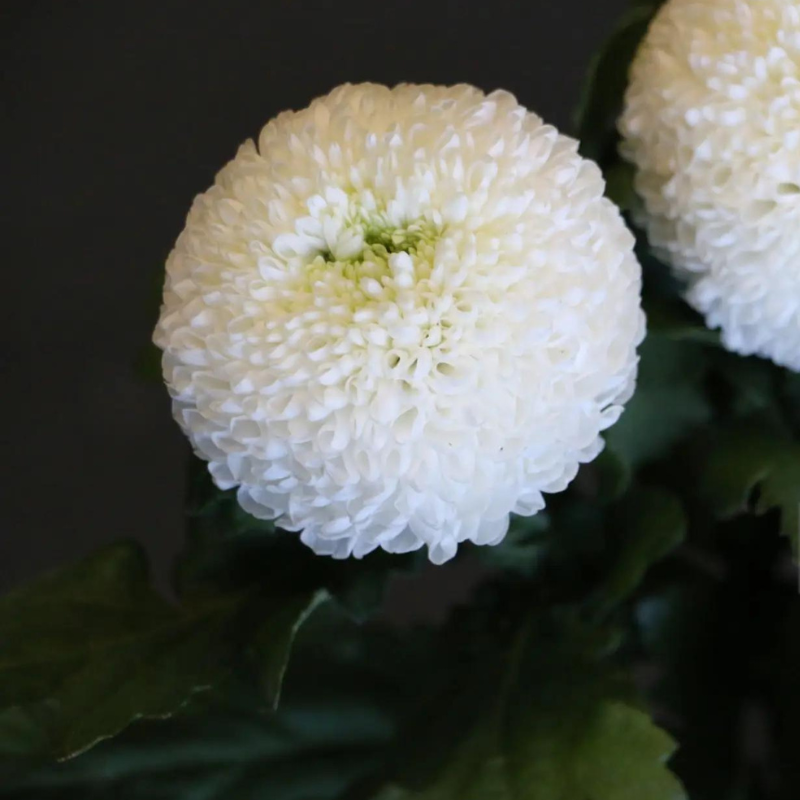 Hoa cúc ping pong màu trắng - Tượng trưng cho sự trong trắng, thuần khiết và tình bạn.