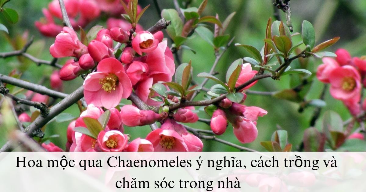 Hoa mộc qua chaenomeles ý nghĩa, cách trồng và chăm sóc trong nhà