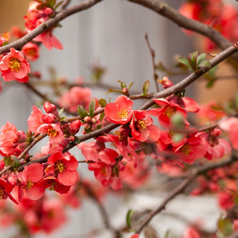 Cách trồng hoa mộc qua