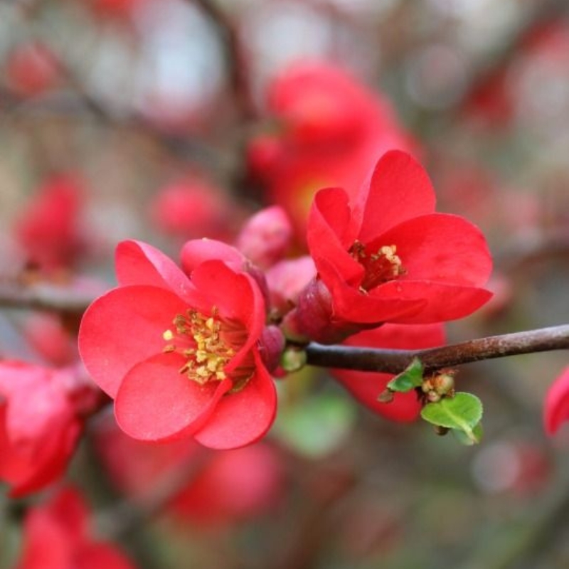 Hoa mộc qua màu đỏ