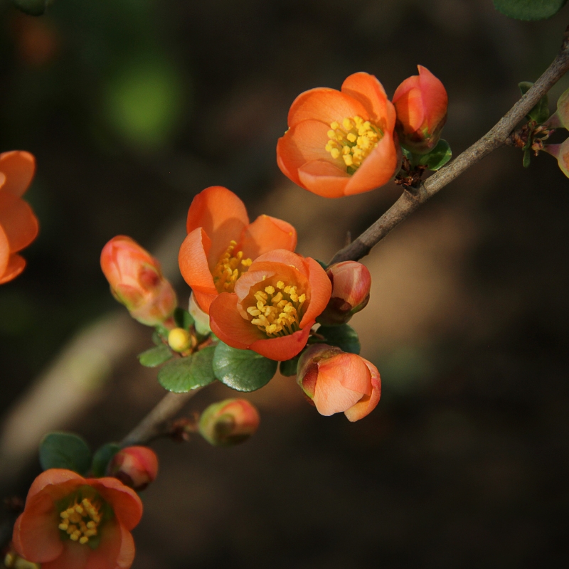 Hoa mộc qua màu cam