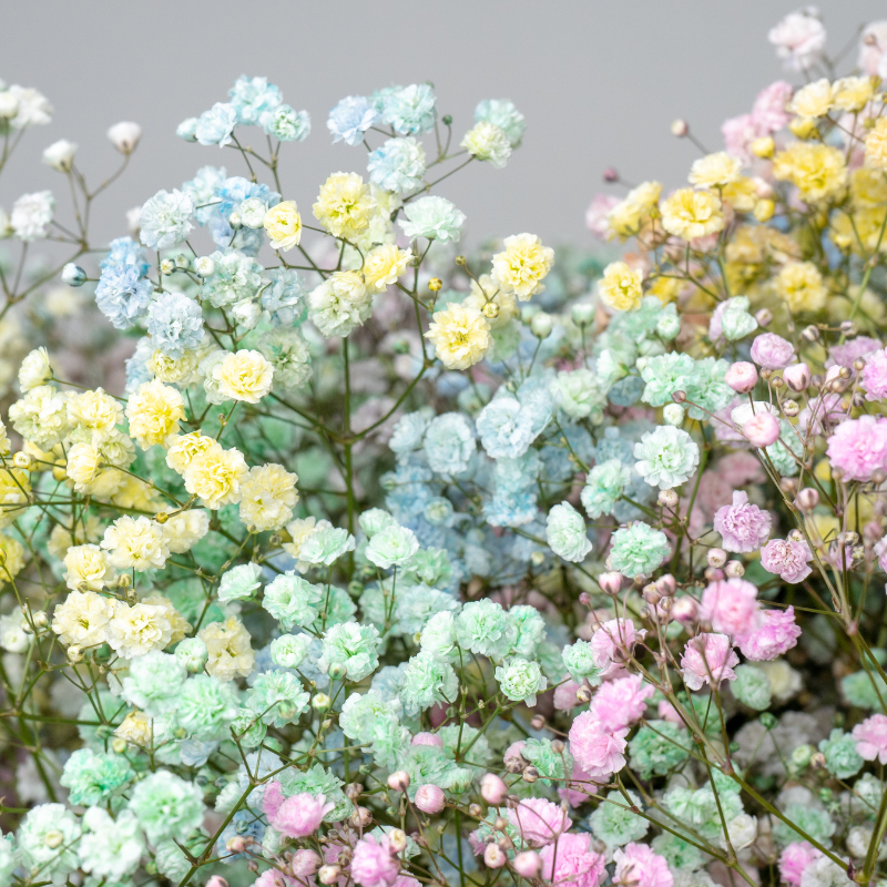 Hoa Baby - Vẻ đẹp đáng yêu, tinh tế của tự nhiên