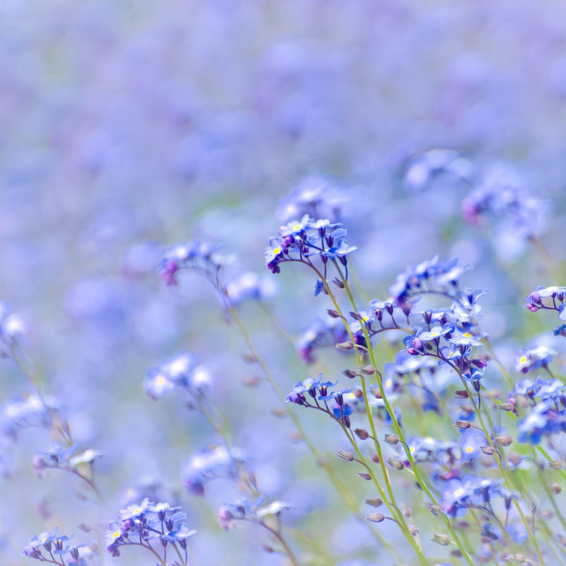 Hoa Baby tím - Tượng trưng cho sự quyến rũ, kiêu sa