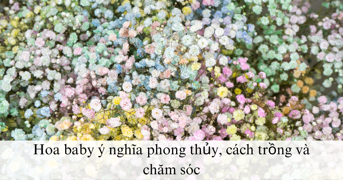 Hoa baby ý nghĩa phong thủy, cách trồng và chăm sóc