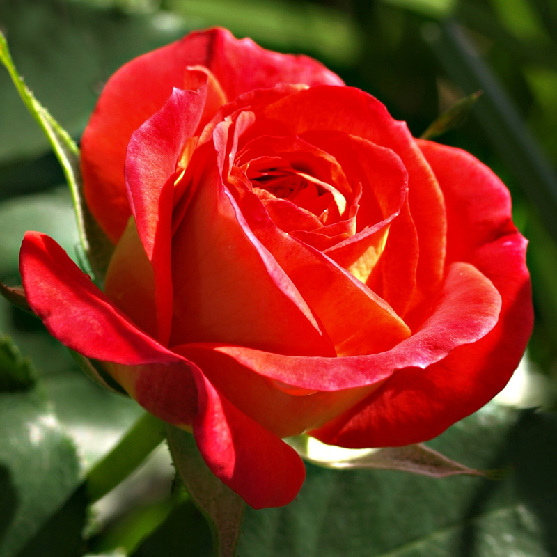 Hoa hồng Louis De Funes đỏ - Tình yêu đam mê và sự tôn trọng.