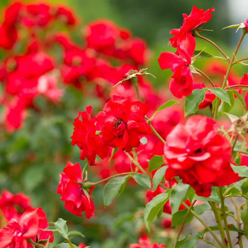 Hoa hồng Louis De Funes mang ý nghĩa đặc biệt và thể hiện sự kết hợp giữa nghệ thuật và sự hài hước.