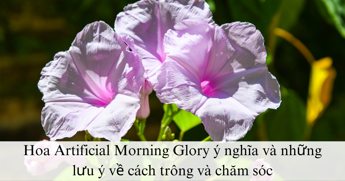 Hoa Artificial Morning Glory ý nghĩa phong thủy, cách trồng và chăm sóc trong nhà