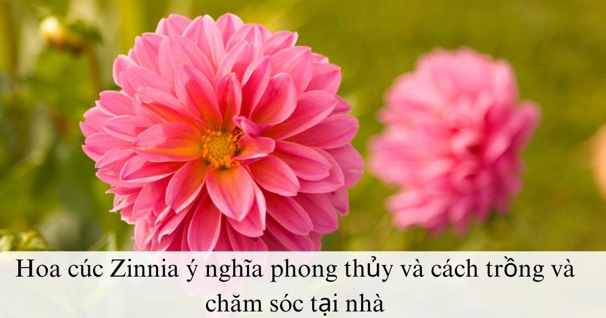 Hoa cúc Zinnia ý nghĩa phong thủy và cách trồng và chăm sóc tại nhà