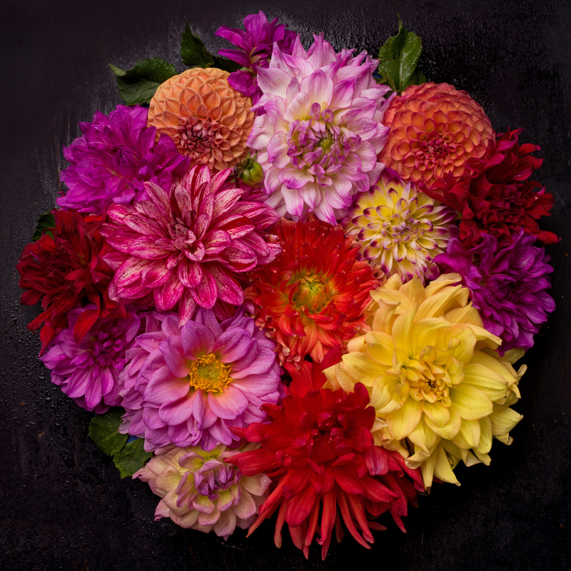 Hoa thược dược - Biểu tượng của sự trân trọng va tình yêu