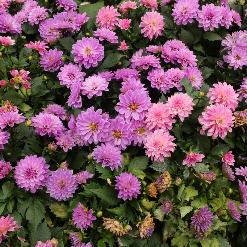 Hoa thược dược màu tím - Biểu tượng của sự bí ẩn và quý phái.