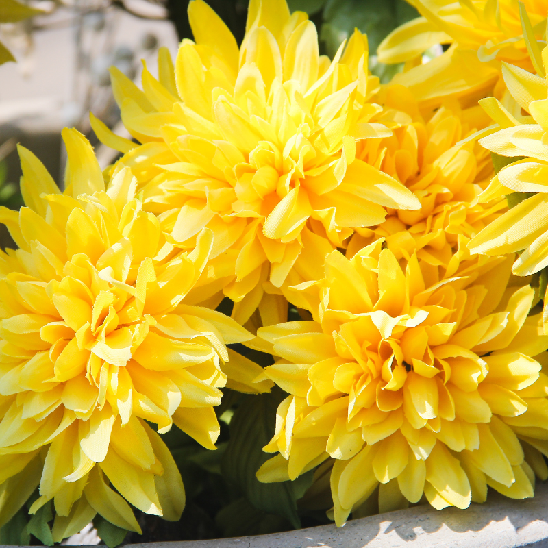 Hoa thược dược màu vàng - Tượng trưng cho sự vui vẻ, tích cực.