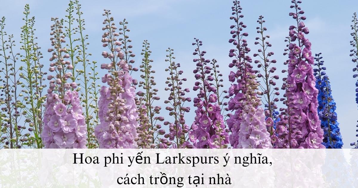 Hoa phi yến larkspurs ý nghĩa, cách trồng tại nhà